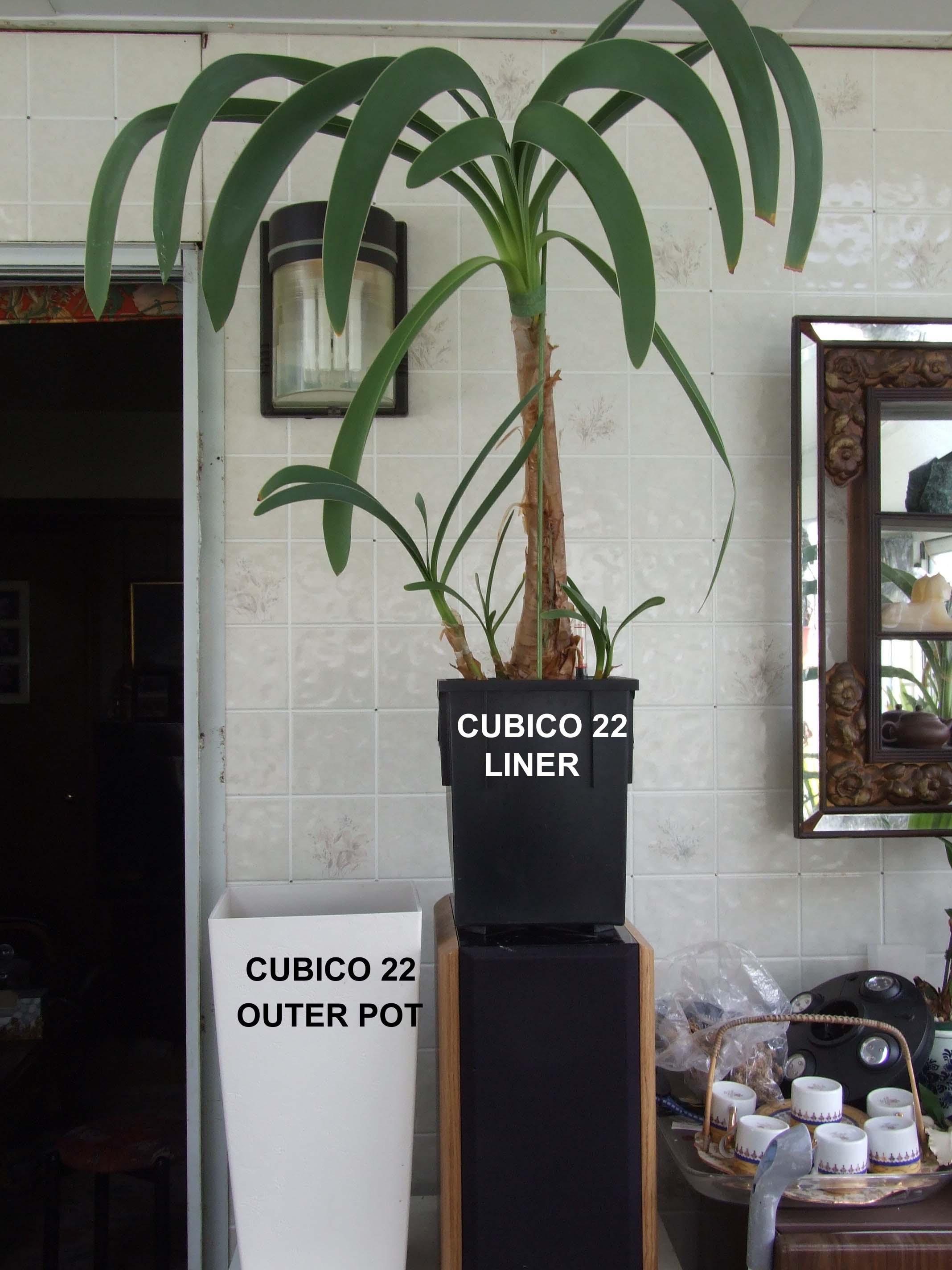 Worsleya in Cubico 22 with Liner